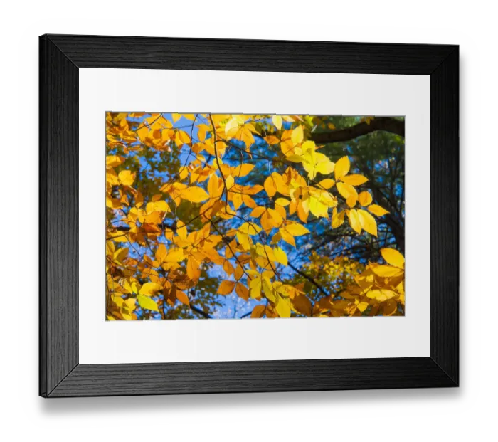 Framed Print : Sunlight filtering through colorful Fall foliage
