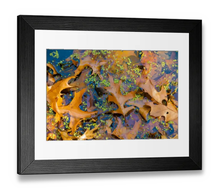 Framed Print : Fallen Fall foliage in pond among aquatic plants