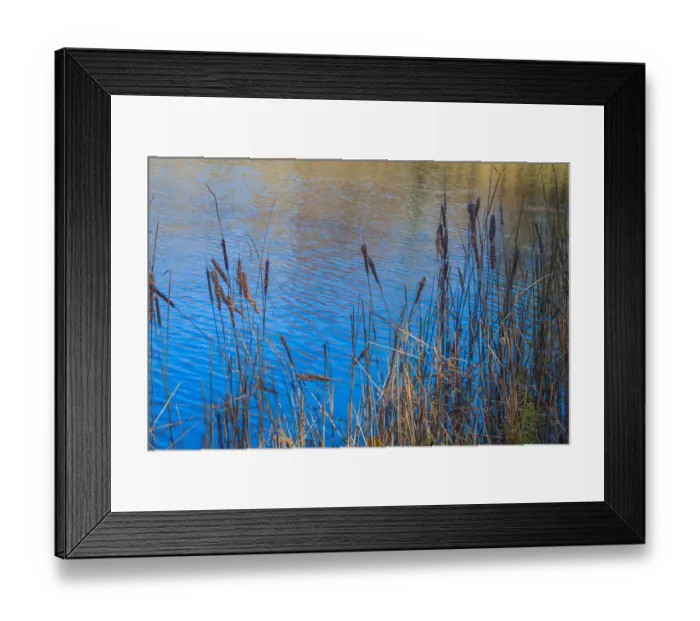Framed Print : Cattails at edge of lake