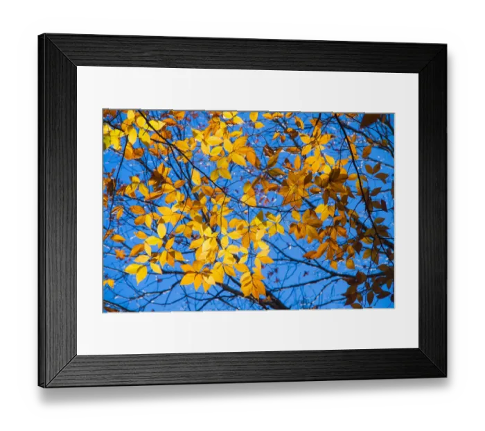 Framed Print : Sunlight filtering through colorful Fall foliage