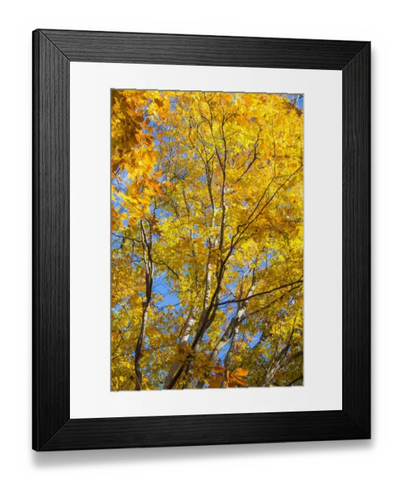 Framed Print : Sunlight filtering through colorful Fall foliage