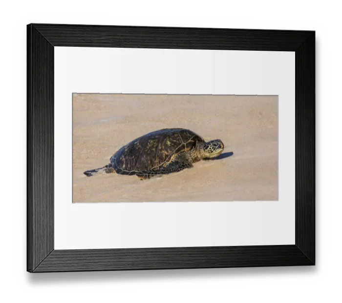 Framed Print : Green sea turtle haul-out, Ho okipa Beach Park, Maui, Hawaii