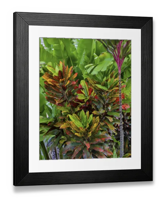 Framed Print : Maui, Hawaii. Wailea and group planting of tea plants Framed Print : Maui, Hawaii. Wailea and group planting of tea plants