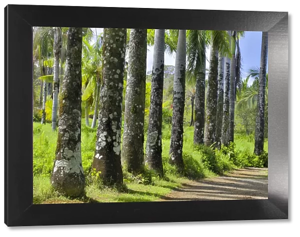 Palm-lined roadway in Garden of Eden Arboretum, Maui, Hawaii