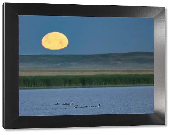 Canada goose family as full moon sets over prairie pond in Medicine Lake National Wildlife Refuge