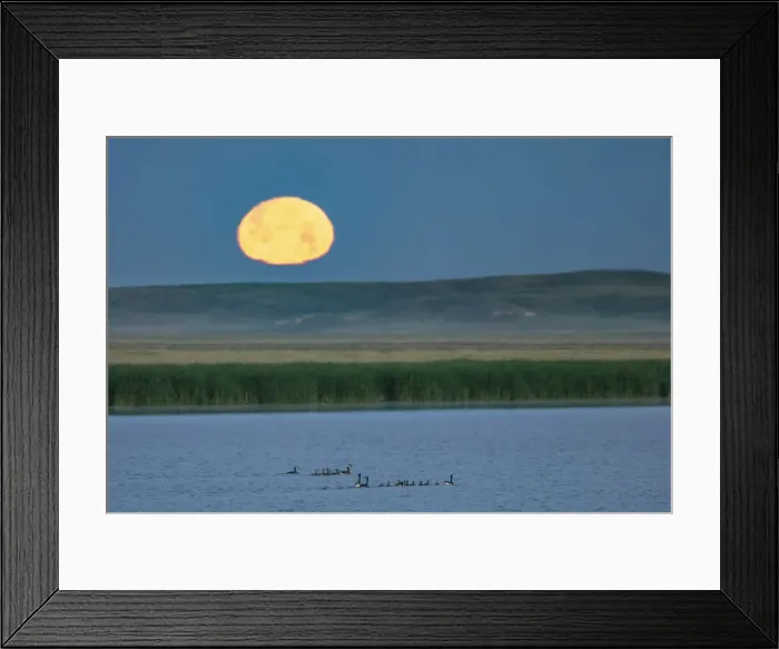 Framed Print : Canada goose family as full moon sets over prairie pond in Medicine Lake National Wildlife Refuge