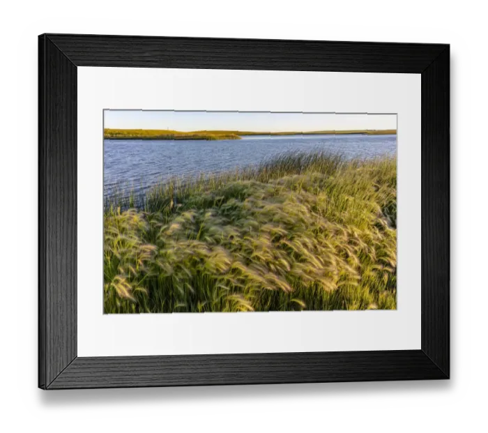 Framed Print : Foxtail barley along Medicine Lake National Wildlife Refuge, Montana, USA