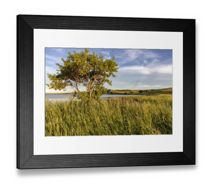 Framed Print : Wildflowers along Medicine Lake in Medicine Lake National Wildlife Refuge, Montana, USA Framed Print : Wildflowers along Medicine Lake in Medicine Lake National Wildlife Refuge, Montana, USA