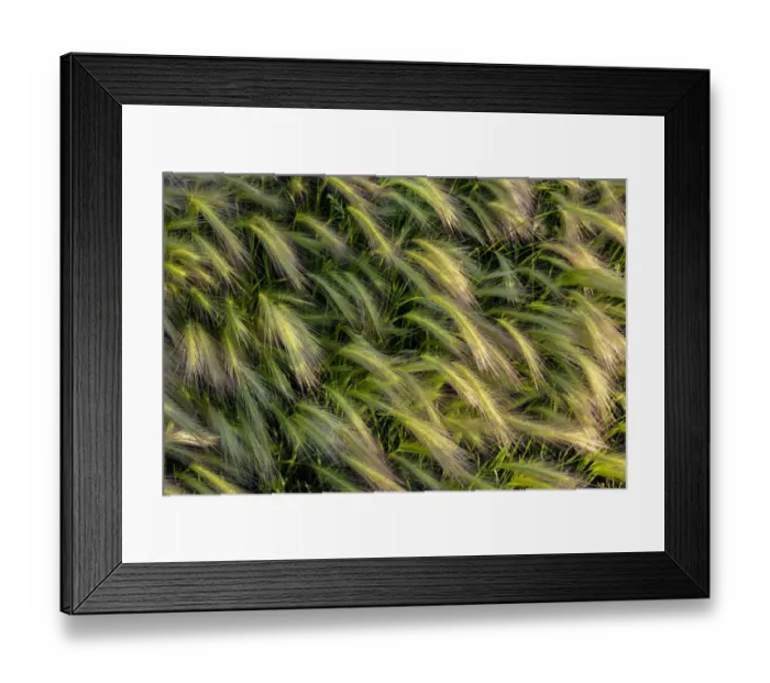 Framed Print : Close-up of foxtail barley in Medicine Lake National Wildlife Refuge, Montana, USA Framed Print : Close-up of foxtail barley in Medicine Lake National Wildlife Refuge, Montana, USA