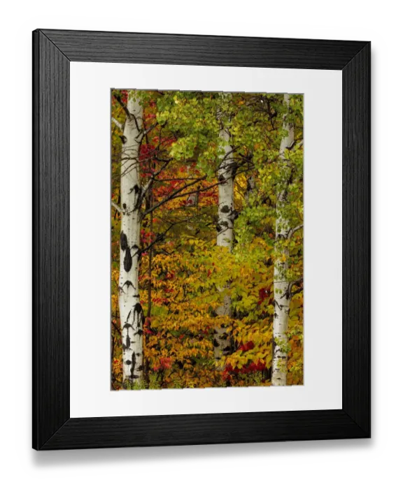 Framed Print : Fall color on the Keweenaw Peninsula in the Upper Peninsula of Michigan, USA
