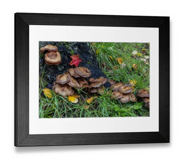 Framed Print : Golden honey mushrooms on oak trunk in the Upper Peninsula of Michigan, USA