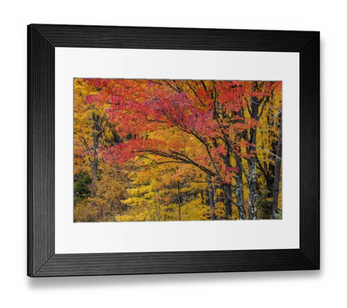 Framed Print : Fall color on the Keweenaw Peninsula in the Upper Peninsula of Michigan, USA