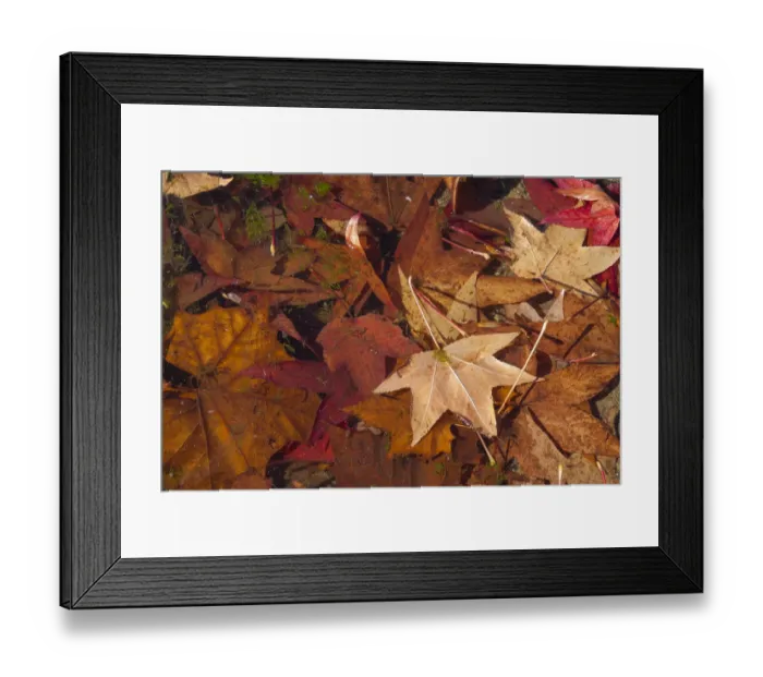 Framed Print : Fall foliage Framed Print : Fall foliage