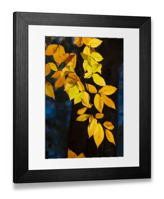 Framed Print : Sunlight filtering through colorful Fall foliage Framed Print : Sunlight filtering through colorful Fall foliage