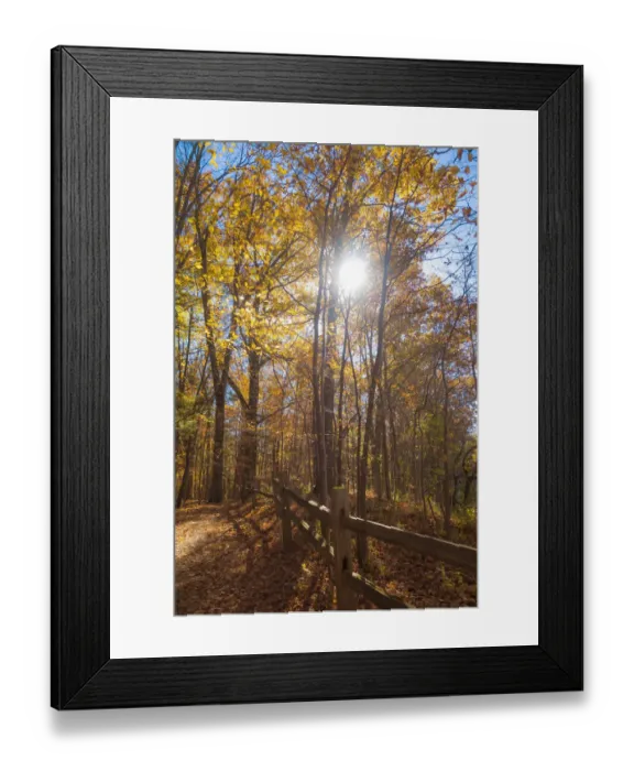 Framed Print : Sun shining through colorful Fall foliage