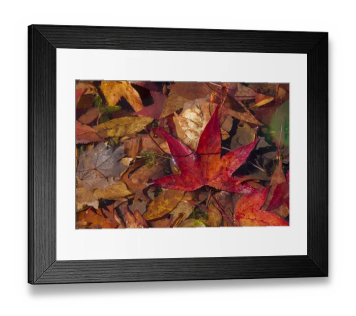 Framed Print : Fall foliage Framed Print : Fall foliage