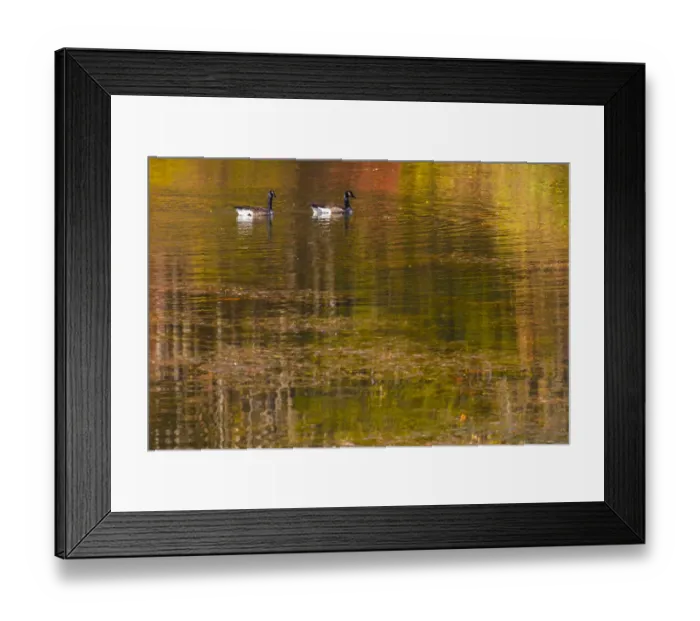Framed Print : Canadian geese with colorful Fall reflection in lake water Framed Print : Canadian geese with colorful Fall reflection in lake water