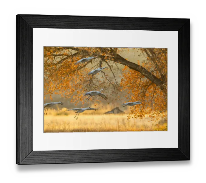 Framed Print : USA, New Mexico, Bosque del Apache National Wildlife Refuge