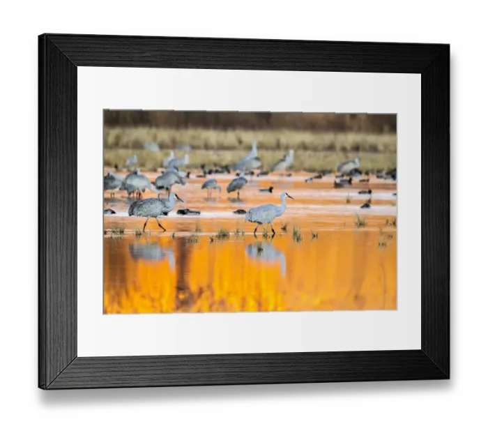 Framed Print : USA, New Mexico, Bosque del Apache National Wildlife Refuge. Sandhill cranes in water at sunrise