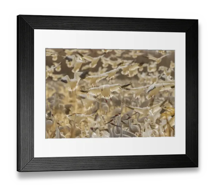 Framed Print : USA, New Mexico, Bosque del Apache National Wildlife Refuge. Snow geese landing. Credit as