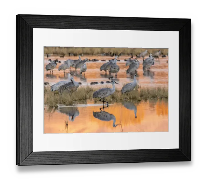 Framed Print : USA, New Mexico, Bosque del Apache National Wildlife Refuge. Sandhill cranes in water at sunrise Framed Print : USA, New Mexico, Bosque del Apache National Wildlife Refuge. Sandhill cranes in water at sunrise