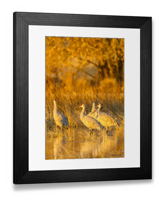 Framed Print : USA, New Mexico, Bosque del Apache National Wildlife Refuge. Sandhill cranes in water at sunrise Framed Print : USA, New Mexico, Bosque del Apache National Wildlife Refuge. Sandhill cranes in water at sunrise