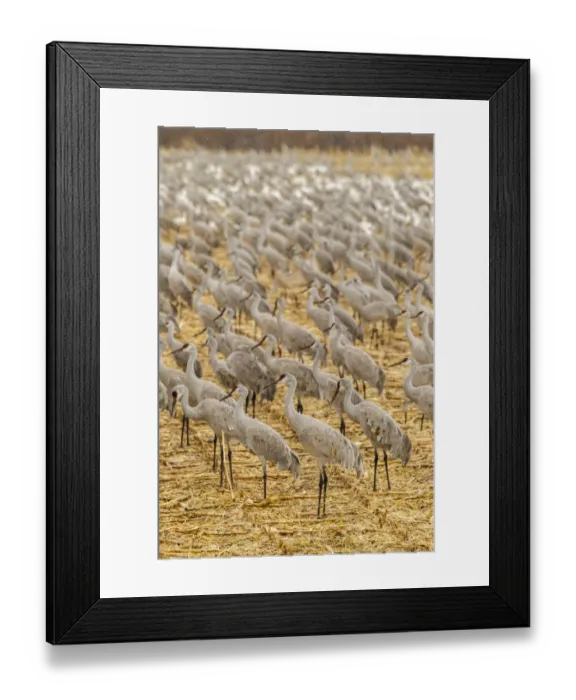 Framed Print : USA, New Mexico, Bosque del Apache National Wildlife Refuge. Sandhill cranes on feeding grounds