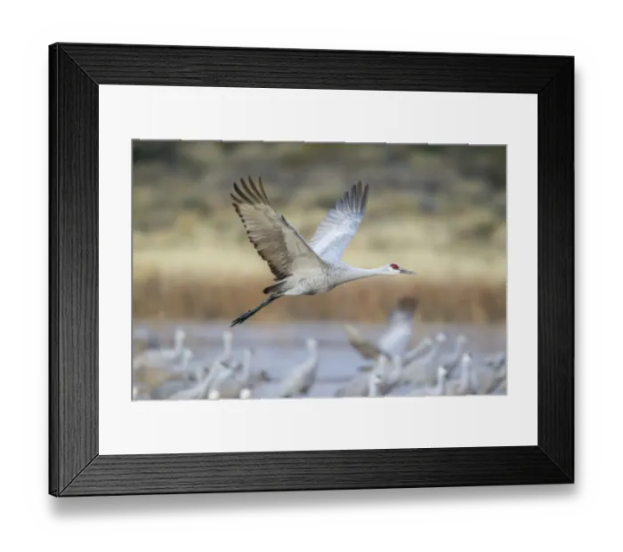 Framed Print : USA, New Mexico, Bosque del Apache National Wildlife Refuge. Sandhill crane flying Framed Print : USA, New Mexico, Bosque del Apache National Wildlife Refuge. Sandhill crane flying