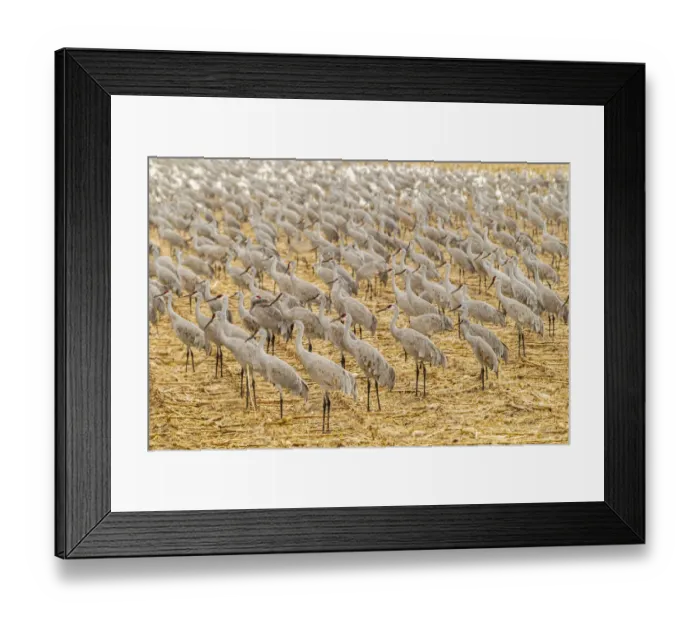 Framed Print : USA, New Mexico, Bosque del Apache National Wildlife Refuge. Sandhill cranes on feeding grounds Framed Print : USA, New Mexico, Bosque del Apache National Wildlife Refuge. Sandhill cranes on feeding grounds