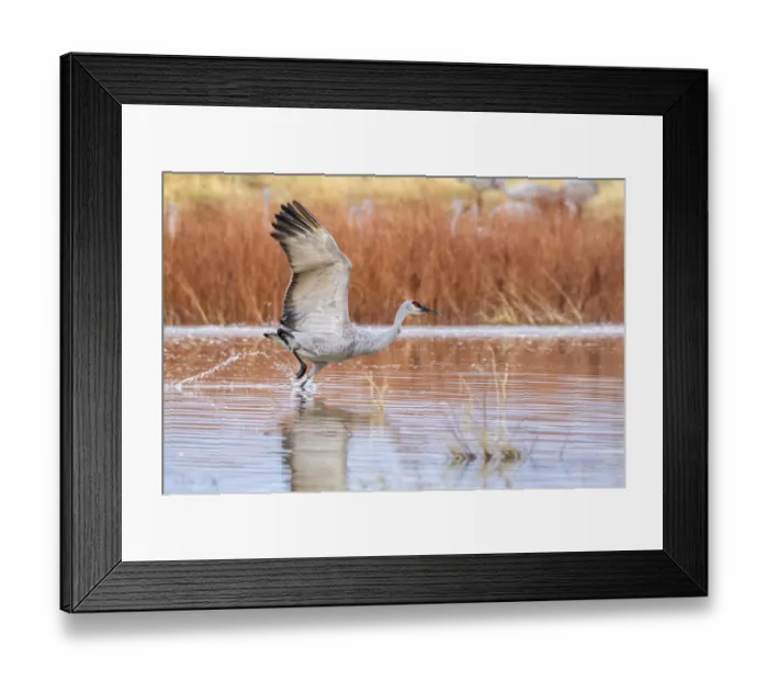 Framed Print : USA, New Mexico, Bosque del Apache National Wildlife Refuge. Sandhill crane flying from water Framed Print : USA, New Mexico, Bosque del Apache National Wildlife Refuge. Sandhill crane flying from water