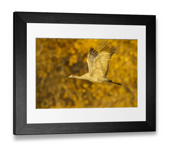 Framed Print : USA, New Mexico, Bosque del Apache National Wildlife Refuge. Sandhill crane flying Framed Print : USA, New Mexico, Bosque del Apache National Wildlife Refuge. Sandhill crane flying
