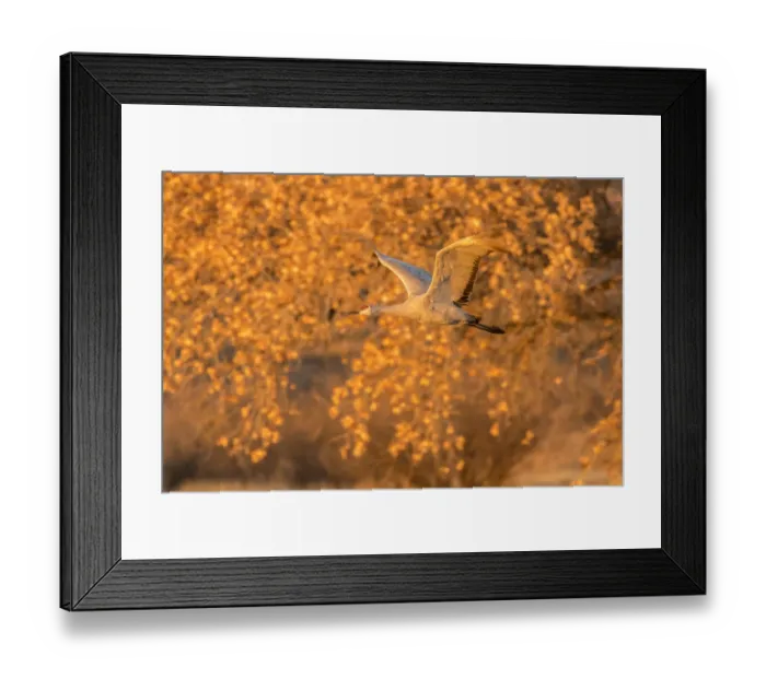 Framed Print : USA, New Mexico, Bosque del Apache National Wildlife Refuge. Sandhill crane flying Framed Print : USA, New Mexico, Bosque del Apache National Wildlife Refuge. Sandhill crane flying
