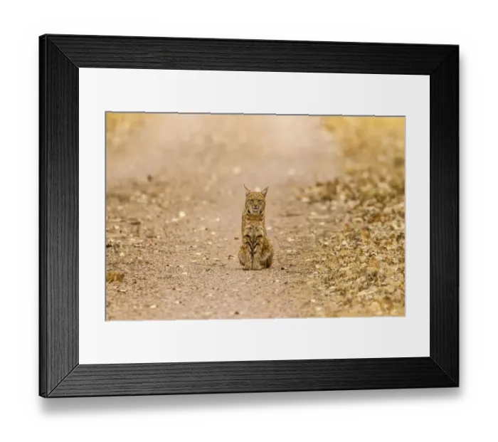 Framed Print : USA, New Mexico, Bosque del Apache National Wildlife Refuge. Wild bobcat sitting on trail Framed Print : USA, New Mexico, Bosque del Apache National Wildlife Refuge. Wild bobcat sitting on trail