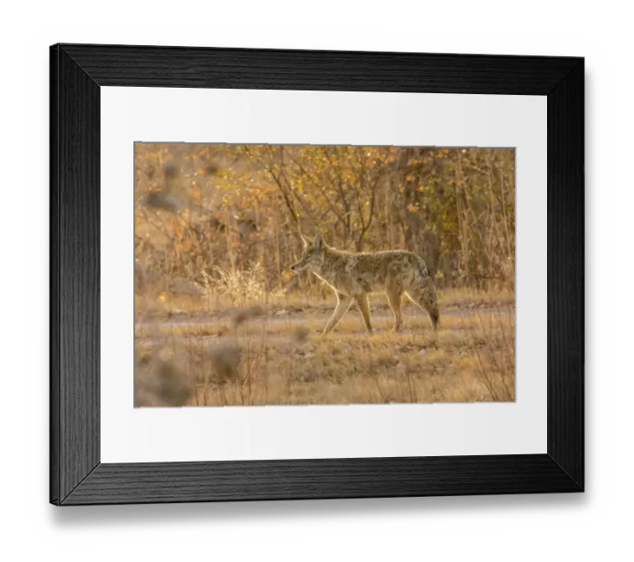 Framed Print : USA, New Mexico, Bosque del Apache National Wildlife Refuge. Coyote close-up. Credit as Framed Print : USA, New Mexico, Bosque del Apache National Wildlife Refuge. Coyote close-up. Credit as