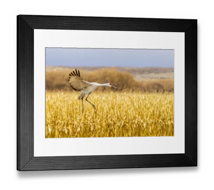 Framed Print : USA, New Mexico, Bosque del Apache National Wildlife Refuge. Sandhill crane landing Framed Print : USA, New Mexico, Bosque del Apache National Wildlife Refuge. Sandhill crane landing