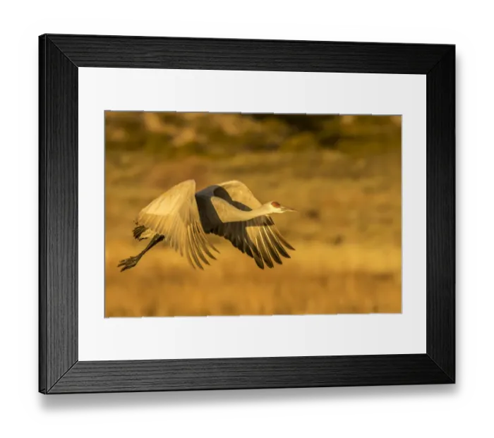 Framed Print : USA, New Mexico, Bosque del Apache National Wildlife Refuge. Sandhill crane in flight Framed Print : USA, New Mexico, Bosque del Apache National Wildlife Refuge. Sandhill crane in flight