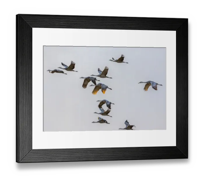 Framed Print : USA, New Mexico, Bosque del Apache National Wildlife Refuge Framed Print : USA, New Mexico, Bosque del Apache National Wildlife Refuge