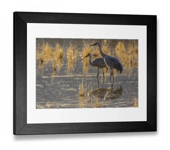 Framed Print : USA, New Mexico, Bosque del Apache National Wildlife Refuge. Sandhill cranes in water