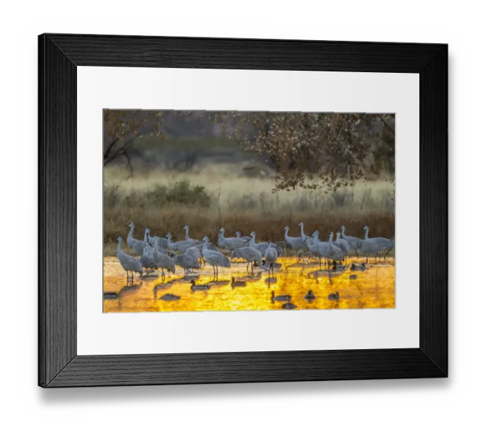 Framed Print : USA, New Mexico, Bosque del Apache National Wildlife Refuge Framed Print : USA, New Mexico, Bosque del Apache National Wildlife Refuge