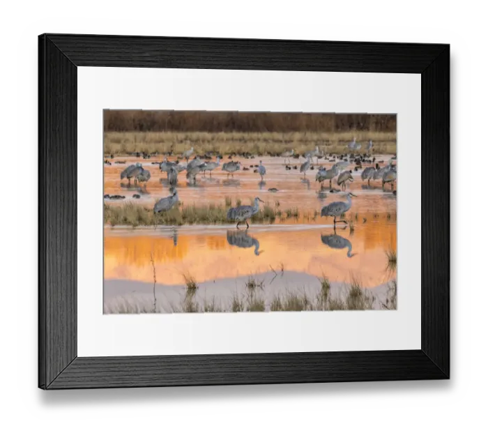 Framed Print : USA, New Mexico, Bosque del Apache National Wildlife Refuge. Sandhill cranes in water at sunrise Framed Print : USA, New Mexico, Bosque del Apache National Wildlife Refuge. Sandhill cranes in water at sunrise