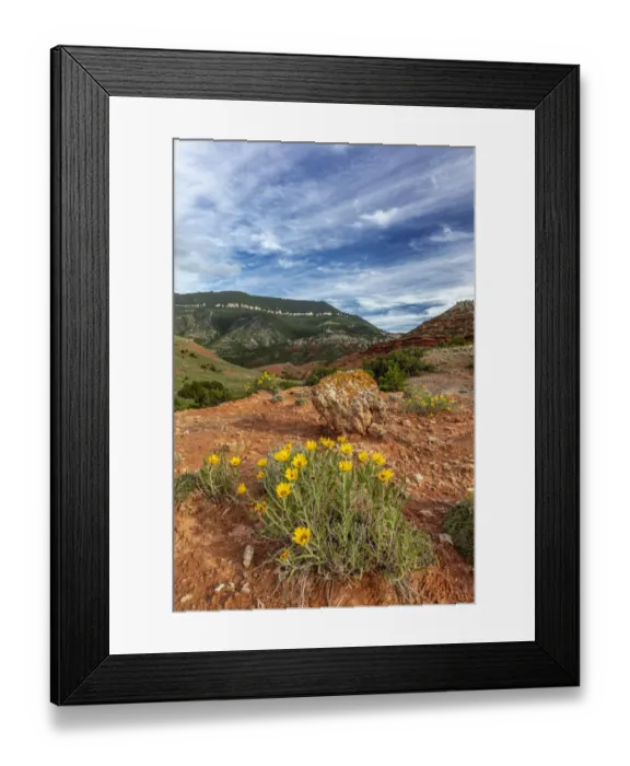 Framed Print : Mules ears wildflowers in the Pryor Mountains in the Bighorn National Recreation Area Framed Print : Mules ears wildflowers in the Pryor Mountains in the Bighorn National Recreation Area