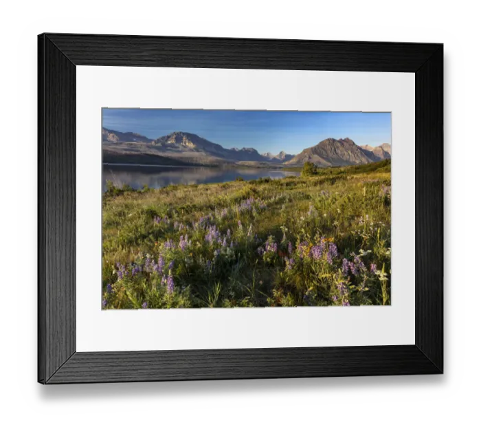 Framed Print : Prairie wildflowers along St. Mary Lake in Glacier National Park, Montana, USA Framed Print : Prairie wildflowers along St. Mary Lake in Glacier National Park, Montana, USA