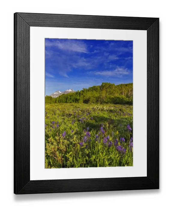 Framed Print : Larkspur and other spring wildflowers in the Lewis and Clark National Forest, Montana