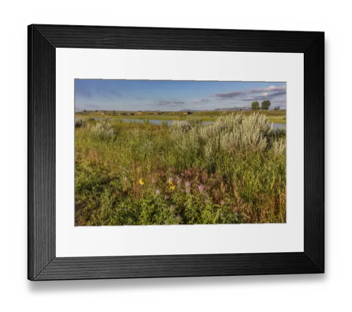 Framed Print : Wildflowers along the Powder River in Custer County, Montana, USA Framed Print : Wildflowers along the Powder River in Custer County, Montana, USA