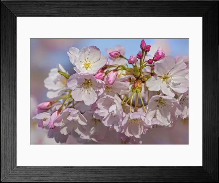 Framed Print : USA, Oregon, Coos Bay. Akebono cherry blossoms close-up Framed Print : USA, Oregon, Coos Bay. Akebono cherry blossoms close-up