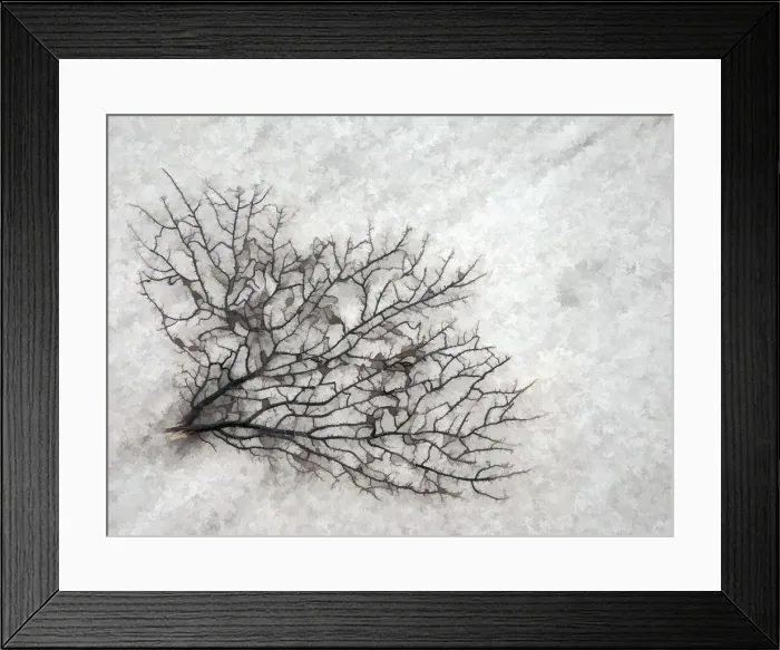 Framed Print : USA, Oregon, Coos Bay. Abstract of sea fan