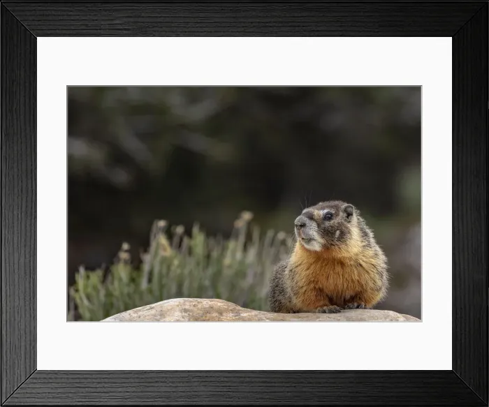 Framed Print : Yellow bellied marmot in Great Basin National Park, Nevada, USA Framed Print : Yellow bellied marmot in Great Basin National Park, Nevada, USA