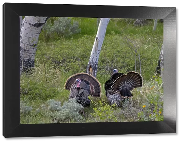 Tom turkeys in breeding plumage in Great Basin National Park, Nevada, USA