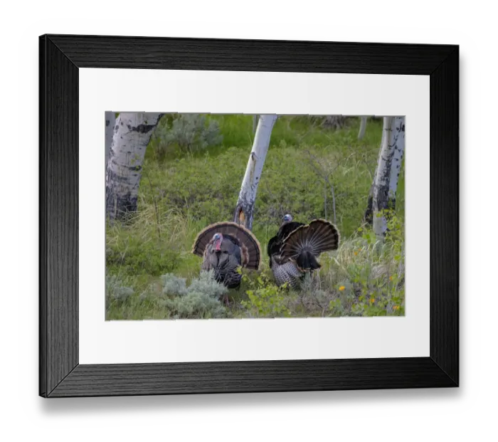 Framed Print : Tom turkeys in breeding plumage in Great Basin National Park, Nevada, USA Framed Print : Tom turkeys in breeding plumage in Great Basin National Park, Nevada, USA