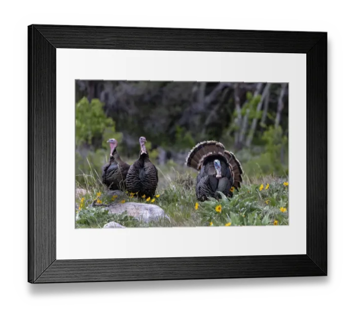 Framed Print : Tom turkey in breeding plumage with hens in Great Basin National Park, Nevada, USA Framed Print : Tom turkey in breeding plumage with hens in Great Basin National Park, Nevada, USA